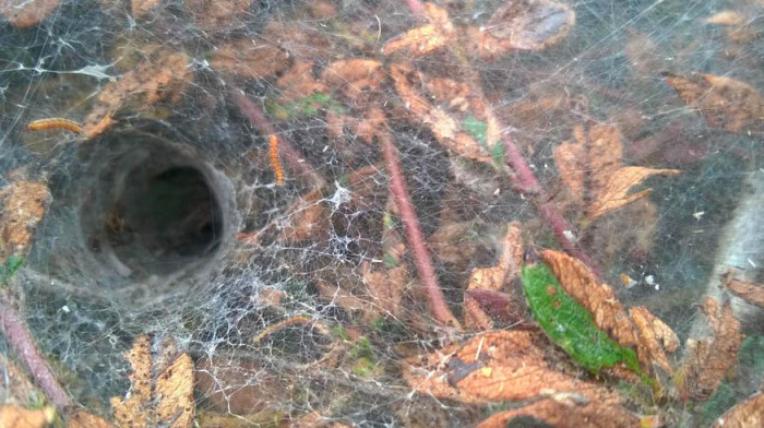       (4 )