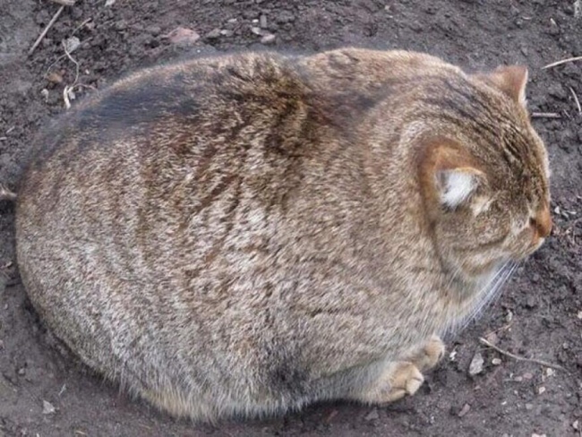 ,     (38 )
