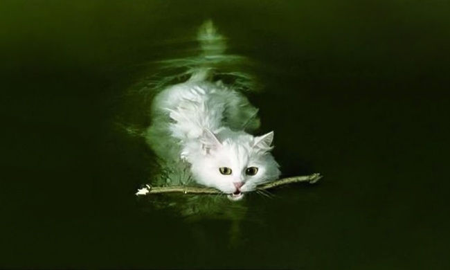 Фотографии, которыми коты могут гордиться (38 фото) Фотографии, которыми коты могут гордиться (38 фото)