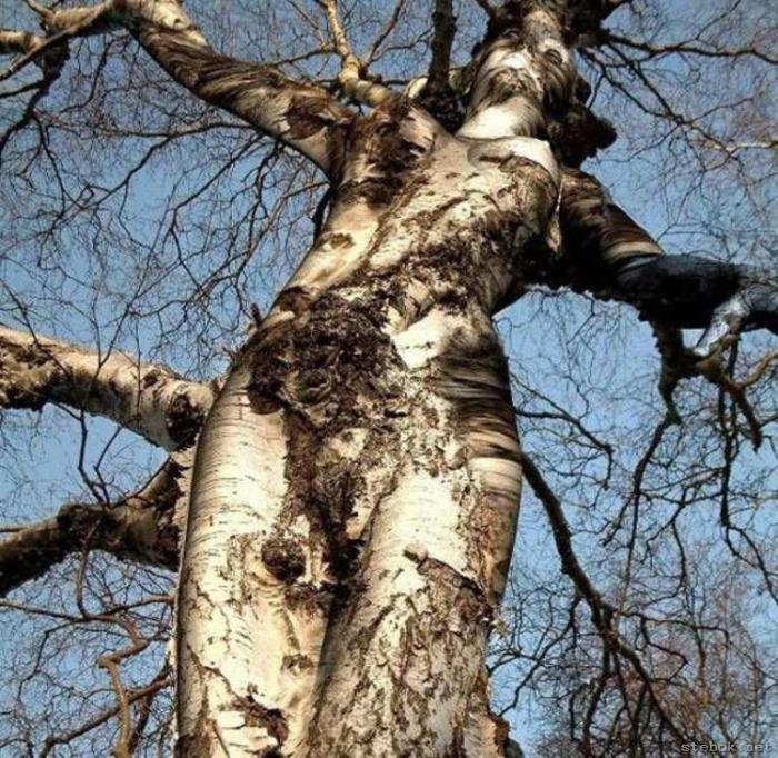 Необычные сексуальные отклонения (11 фото) Необычные сексуальные отклонения (11 фото)