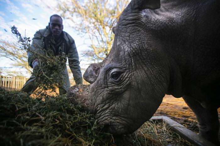 Единственный в мире северный белый носорог (10 фото)
