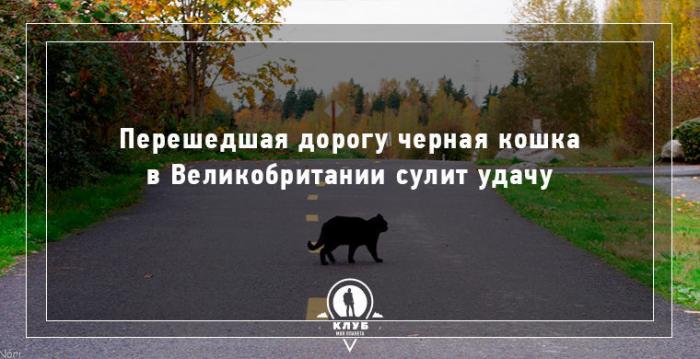 10 интересных фактов о кошачьих (10 фото) 10 интересных фактов о кошачьих (10 фото)