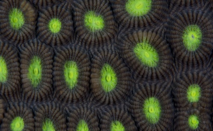   National Geographic Photo Contest 2015 (23 )