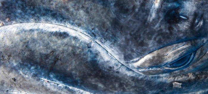   National Geographic Photo Contest 2015 (23 )