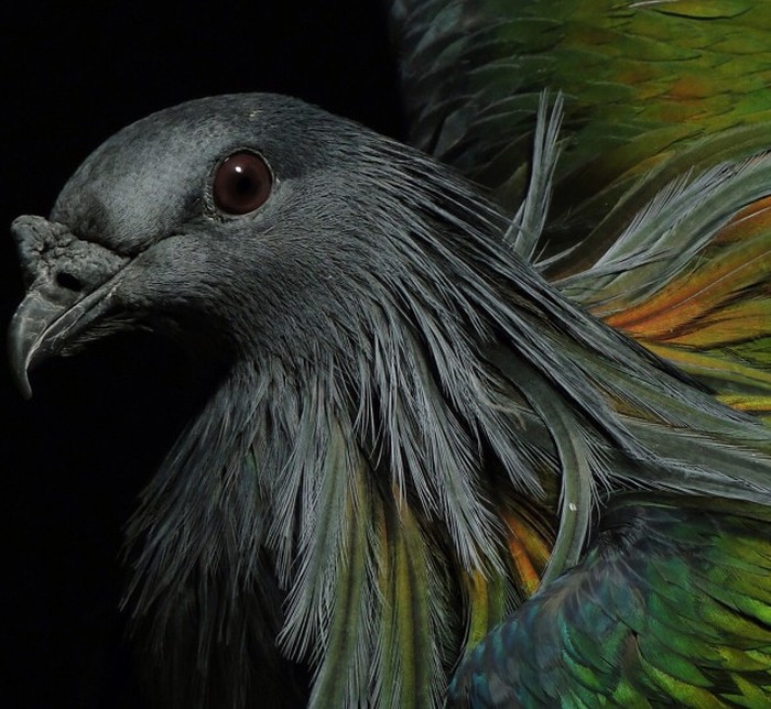   National Geographic Photo Contest 2015 (23 )