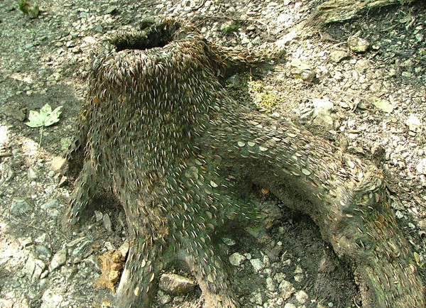   (12 )