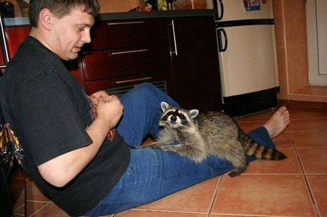 Домашний енот (10 фото) Домашний енот (10 фото)