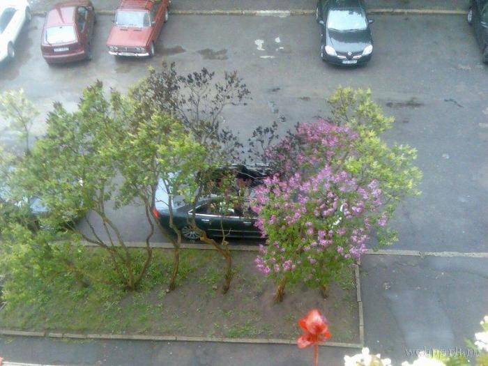 Сгоревший Ауди (3 фото Сгоревший Ауди (3 фото