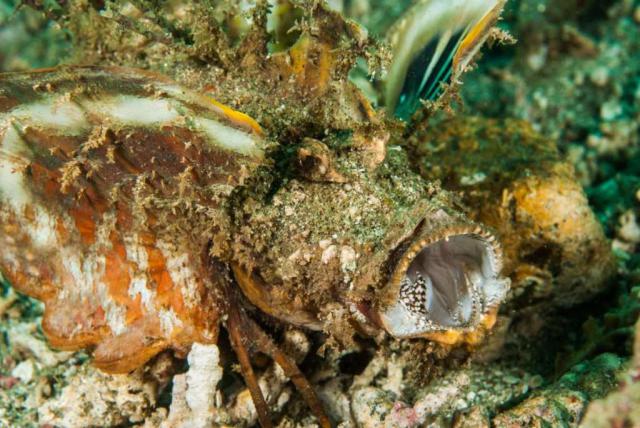 Самые страшные морские создания (18 фото) Самые страшные морские создания (18 фото)