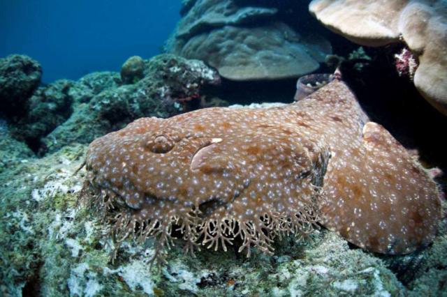 Самые страшные морские создания (18 фото) Самые страшные морские создания (18 фото)