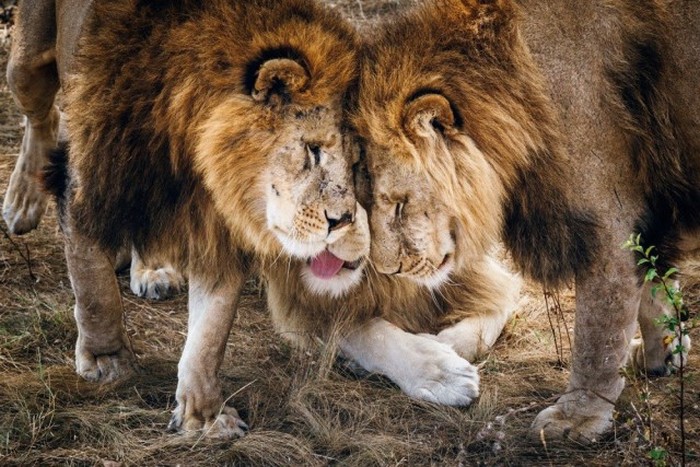        National Geographic (20 )