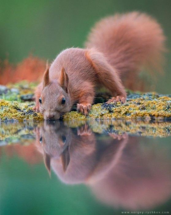       National Geographic (20 )