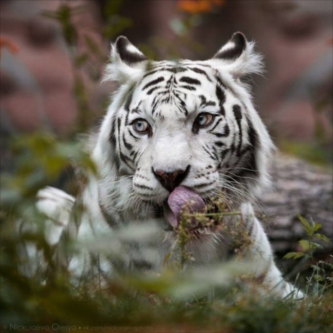        National Geographic (20 )