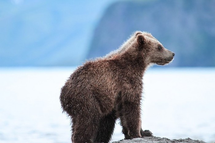        National Geographic (20 )