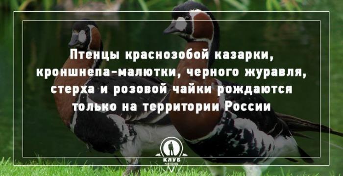10 интересных фактов о животных и птицах (10 фото) 10 интересных фактов о животных и птицах (10 фото)