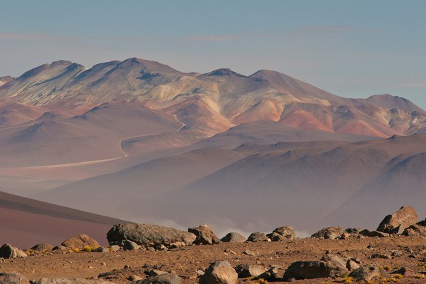 Зацвела пустыня Атакама, считающаяся самой сухой в мире (6фото) Зацвела пустыня Атакама, считающаяся самой сухой в мире (6фото)