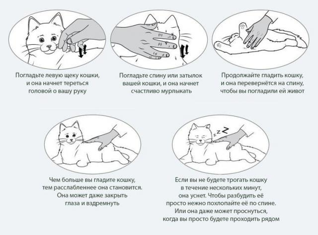 Кошки-роботы для пожилых людей (4 фото) Кошки-роботы для пожилых людей (4 фото)