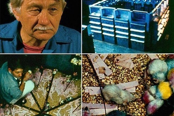 Будущее человечества на примере мышей (2 фото) Будущее человечества на примере мышей (2 фото)