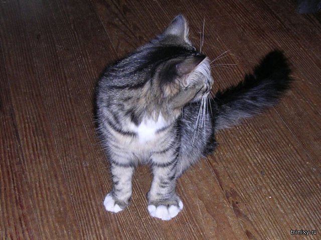 ,      (20 )