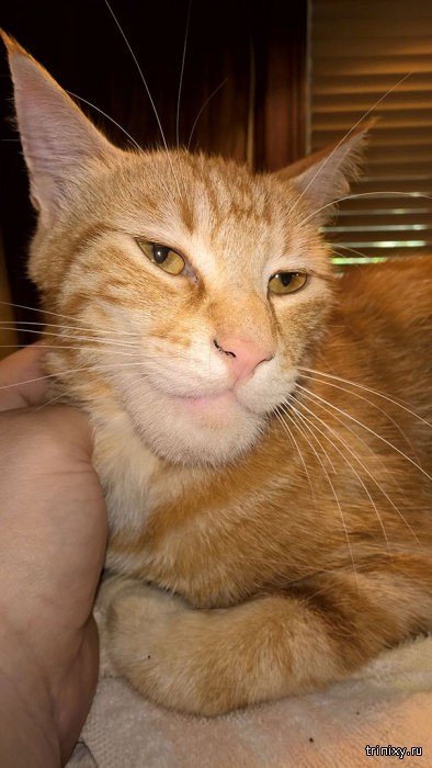 ,      (20 )