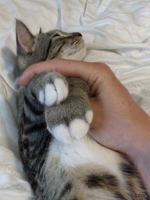 ,      (20 )