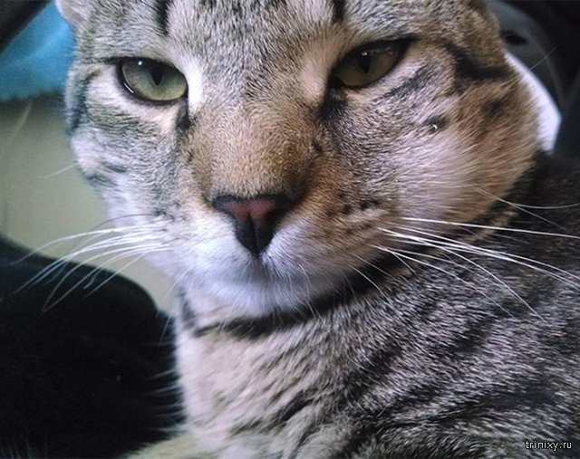 ,      (20 )
