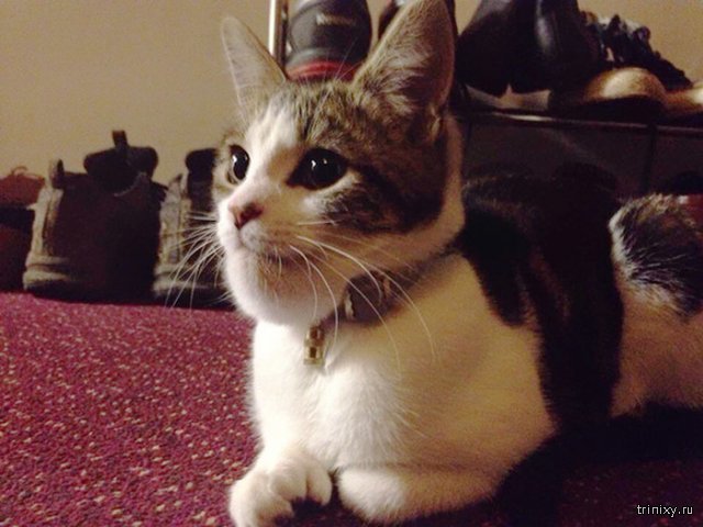 ,      (20 )