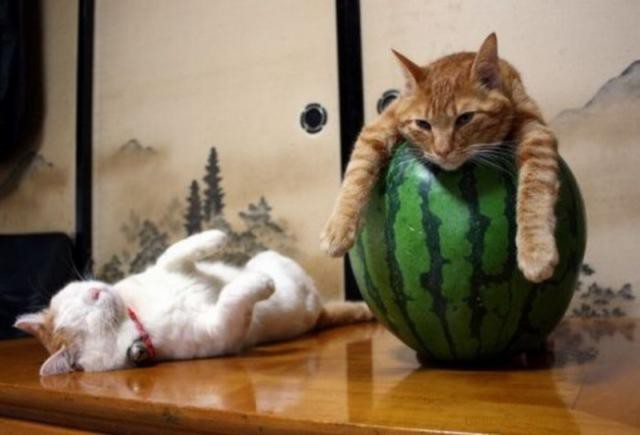 20 котов, которые умеют правильно расслабляться (19 фото) 20 котов, которые умеют правильно расслабляться (19 фото)