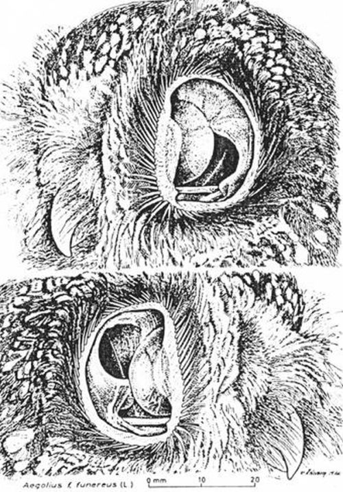       (4 )
