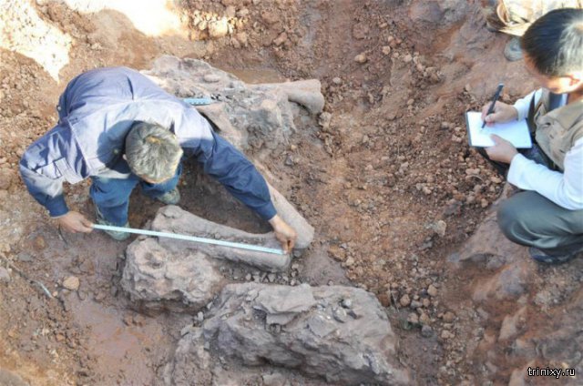 В Китае обнаружили окаменелости люфенгозавров (3 фото) В Китае обнаружили окаменелости люфенгозавров (3 фото)