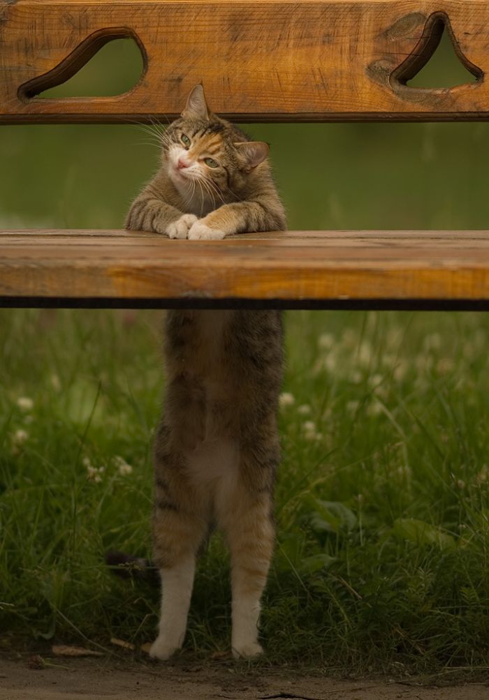 Смешной кот (8 фото) Смешной кот (8 фото)