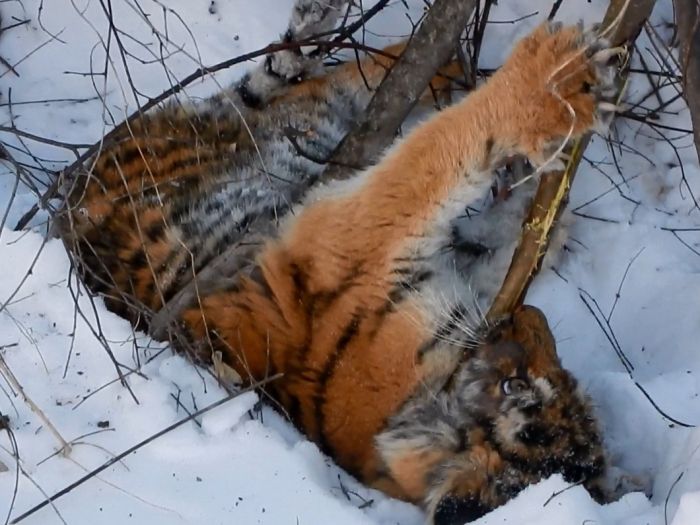 В Приморье обнаружили еще одного истощенного тигренка (2 фото) В Приморье обнаружили еще одного истощенного тигренка (2 фото)