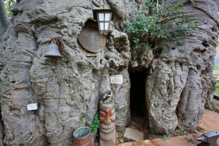 Паб внутри 6000-летнего баобаба (8 фото) Паб внутри 6000-летнего баобаба (8 фото)