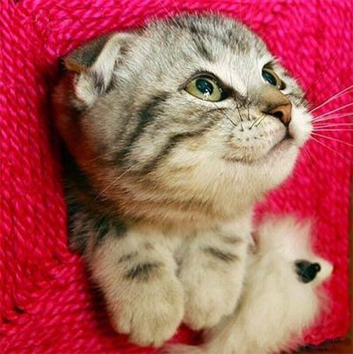 Самый милый котенок (13 фото) Самый милый котенок (13 фото)