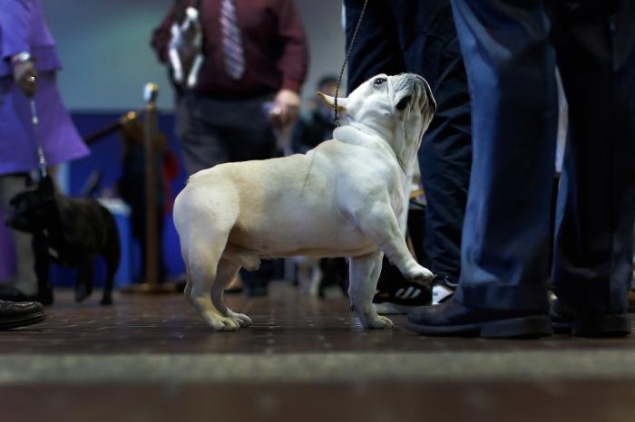   Westminster Kennel Club 2016 (18 )