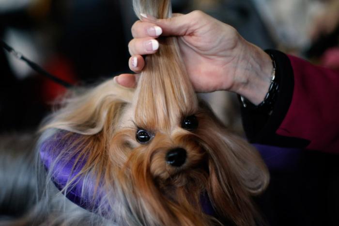  Westminster Kennel Club 2016 (18 )