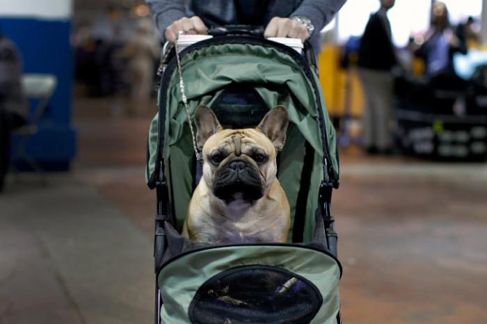  Westminster Kennel Club 2016 (18 )