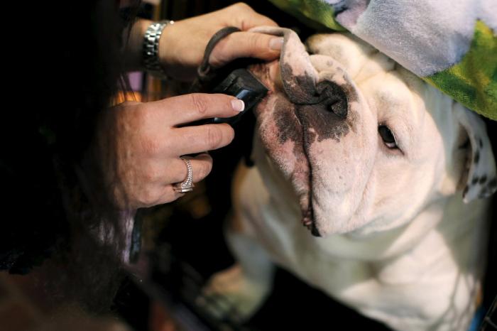   Westminster Kennel Club 2016 (18 )