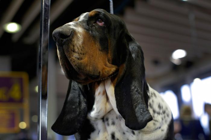   Westminster Kennel Club 2016 (18 )