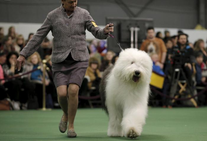 Выставка собак Westminster Kennel Club 2016 (18 фото) Выставка собак Westminster Kennel Club 2016 (18 фото)