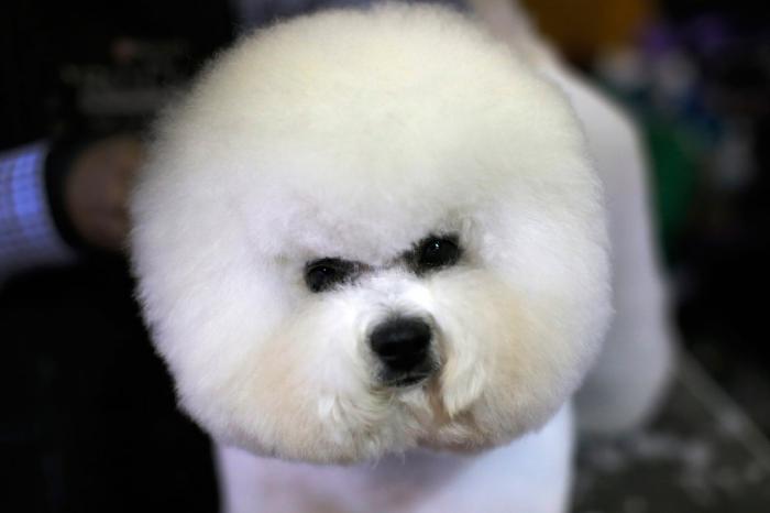   Westminster Kennel Club 2016 (18 )