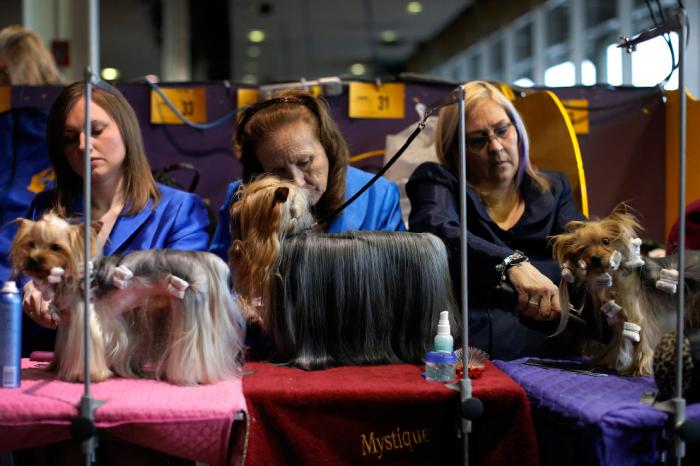   Westminster Kennel Club 2016 (18 )