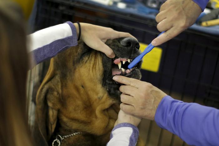   Westminster Kennel Club 2016 (18 )