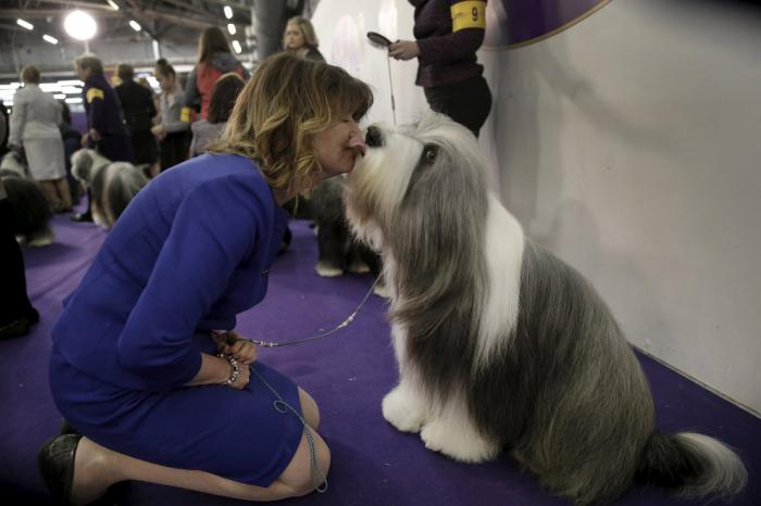   Westminster Kennel Club 2016 (18 )