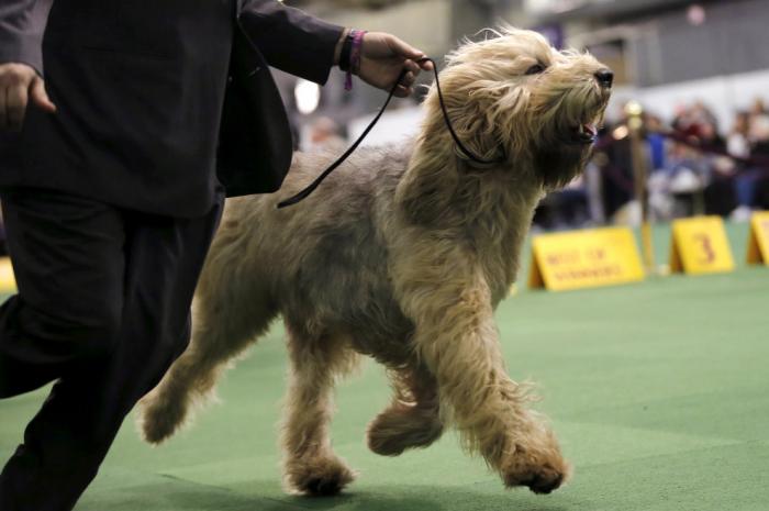   Westminster Kennel Club 2016 (18 )