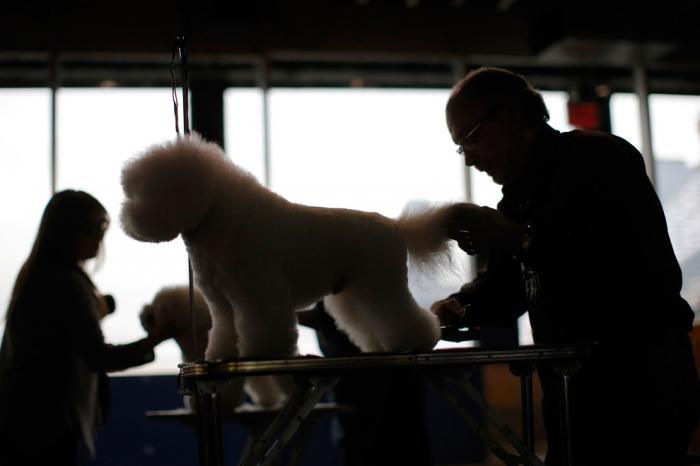   Westminster Kennel Club 2016 (18 )