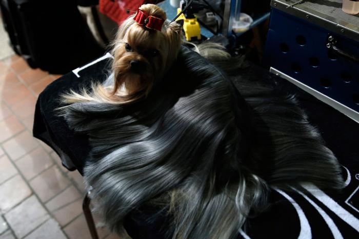   Westminster Kennel Club 2016 (18 )