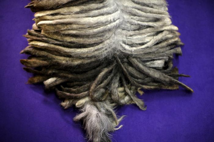   Westminster Kennel Club 2016 (18 )