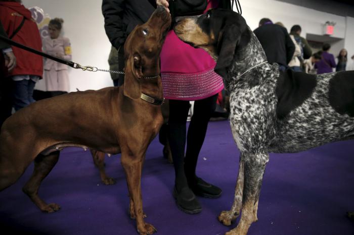   Westminster Kennel Club 2016 (18 )