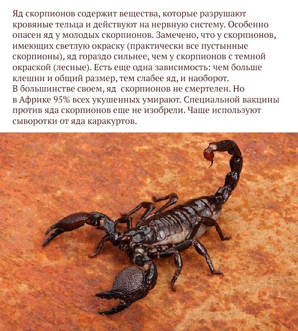 Самые опасные животные России (17 фото) Самые опасные животные России (17 фото)